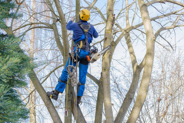 Professional Tree Services in Van Alstyne, TX