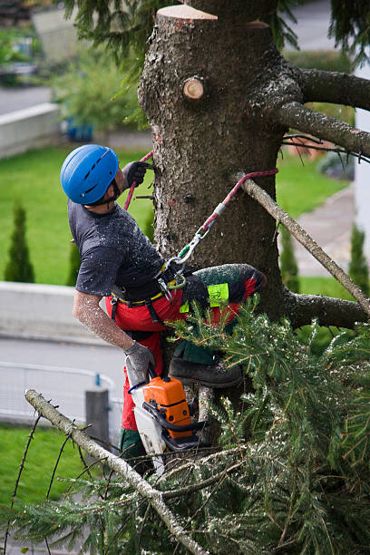 Best Lawn Renovation and Restoration  in Van Alstyne, TX