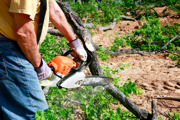 Best Tree Trimming and Pruning  in Van Alstyne, TX